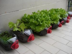 Plastic Bottle Planters