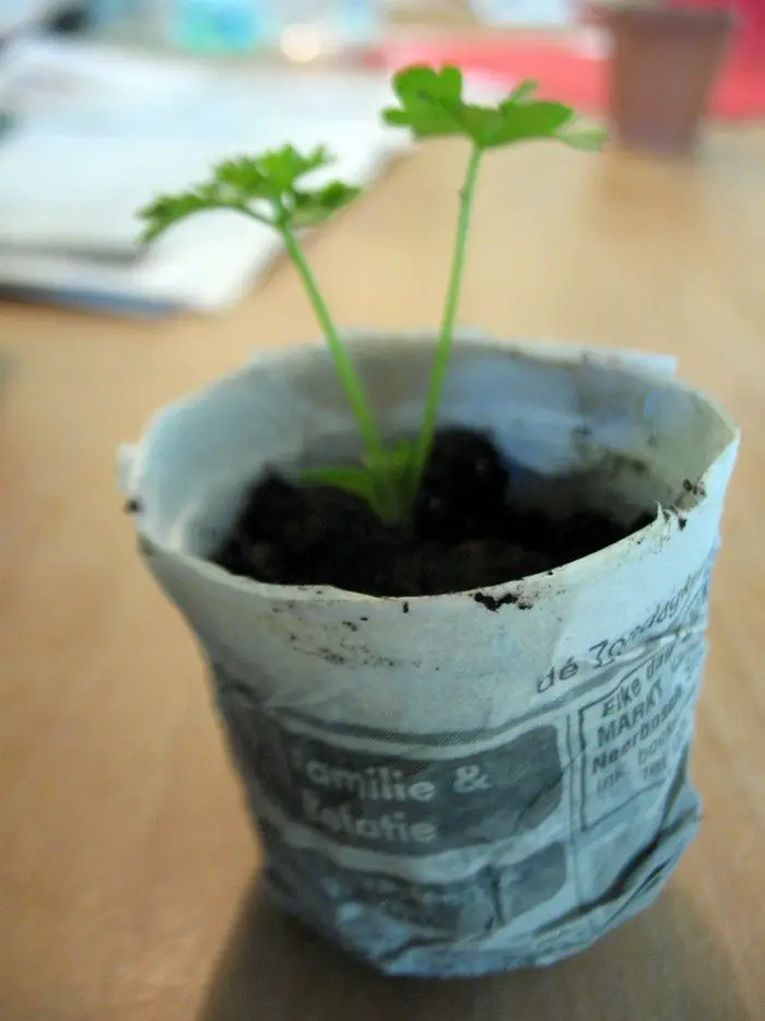 How To Make Biodegradable Newspaper Seedling Pots   Craft ...