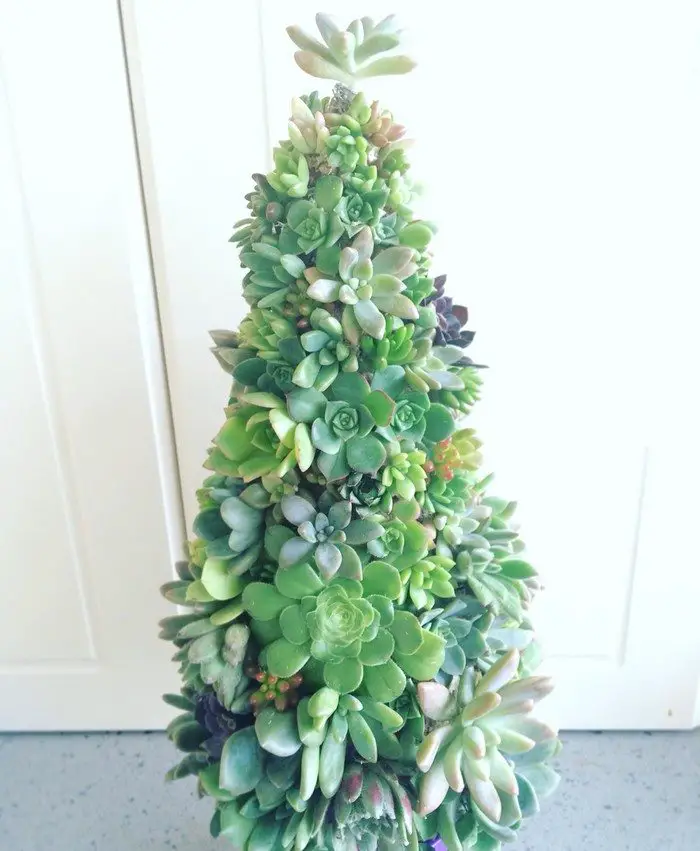 Succulent Christmas Tree