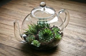 Cute Terrariums