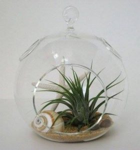 Cute Terrariums