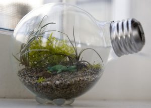 Cute Terrariums