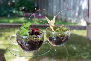 Cute Terrariums