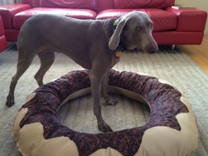 Donut Dog Bed