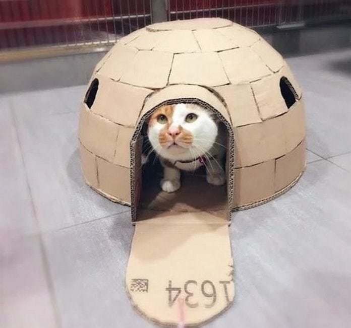 Make a Cardboard Igloo For Your Cat in 7 Effective Steps – Craft ...