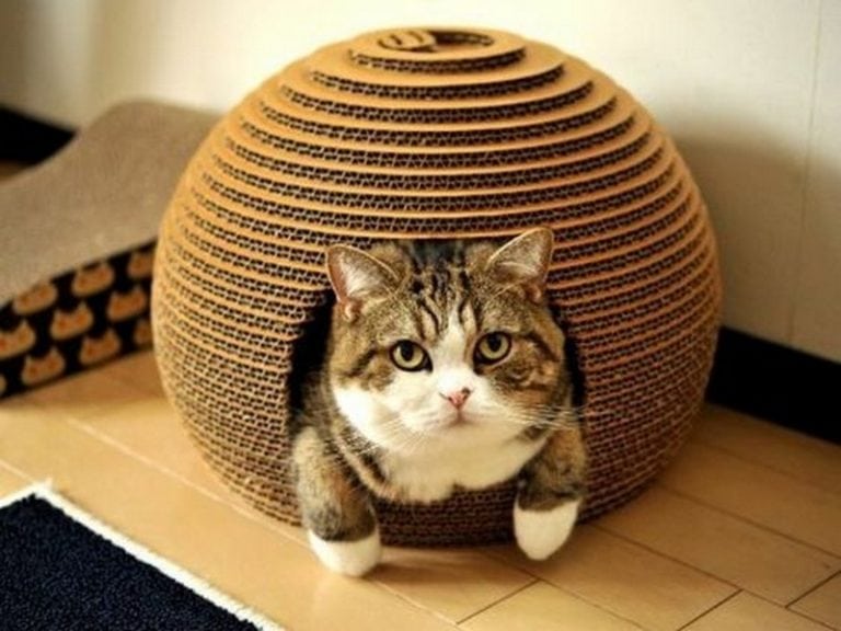 Make a Cardboard Igloo For Your Cat in 7 Effective Steps – Craft