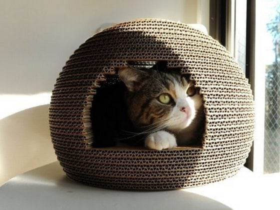 Make a Cardboard Igloo For Your Cat in 7 Effective Steps – Craft ...