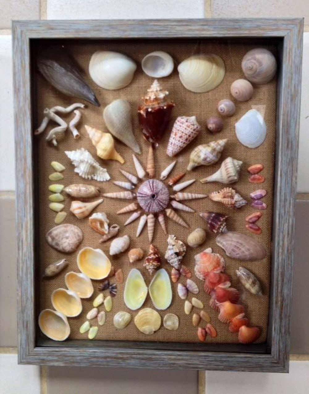Sea Shells Collage No. 1 - agrohort.ipb.ac.id