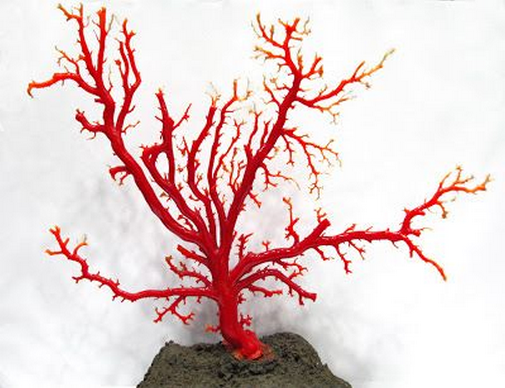 If you can't go to the beach, bring the beach home with this faux coral decor.