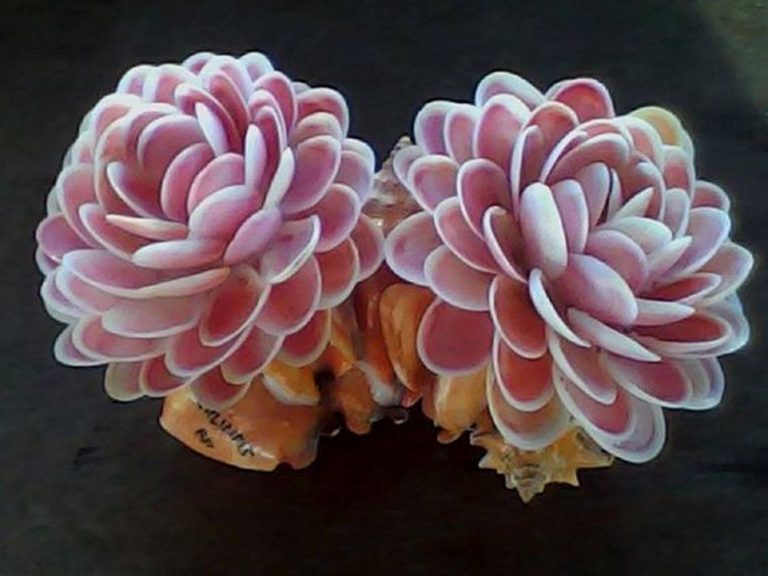 How to Make Pistachio Shell Flowers Craft projects for every fan!