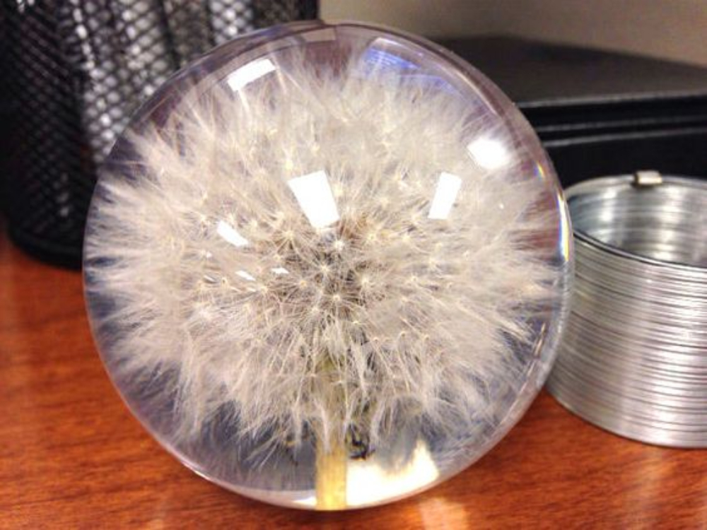 dandelion globe