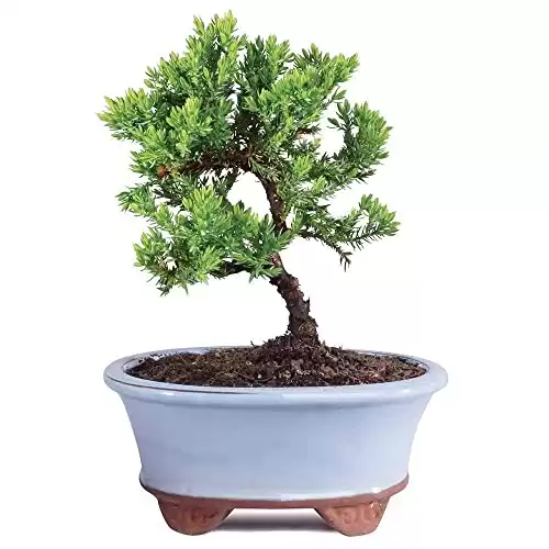 Juniper Bonsai Tree-3 Years Old 4" to 6" Tall with Decorative Container