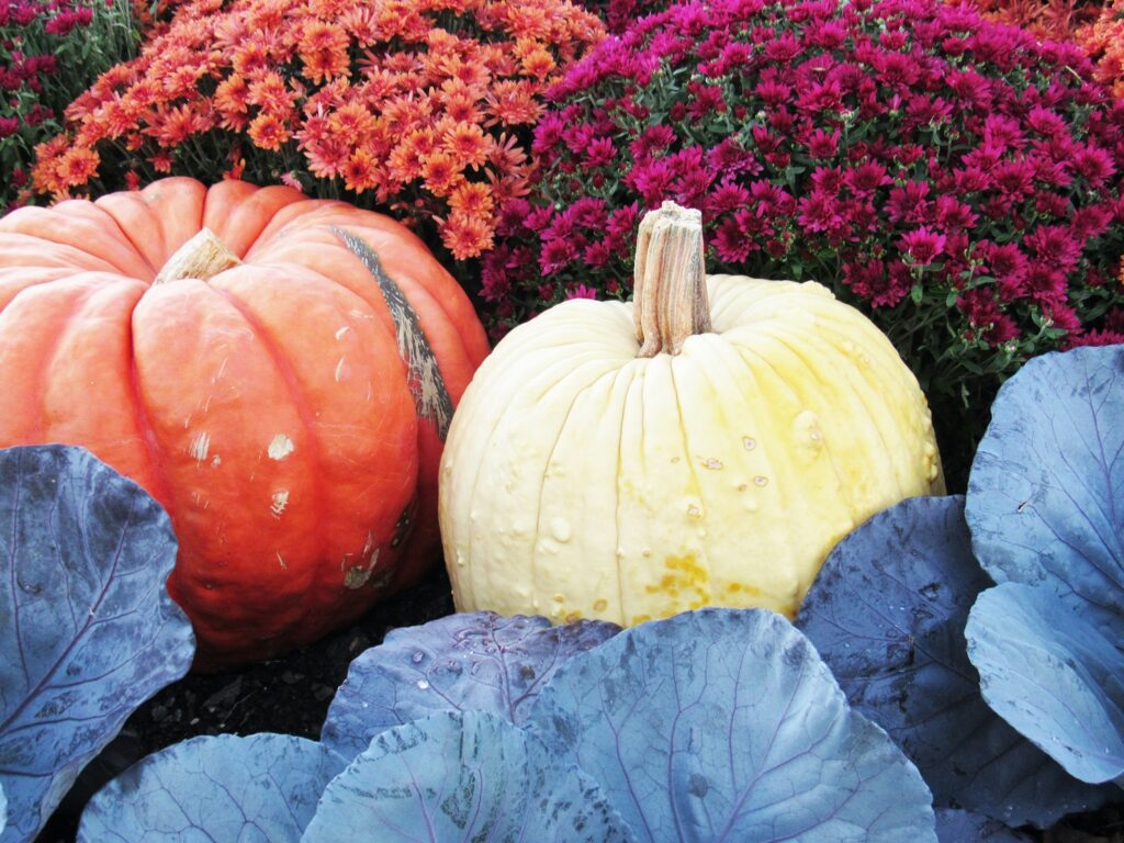 Mums and pumpkins offer an excellent picture of the lovely fall season!