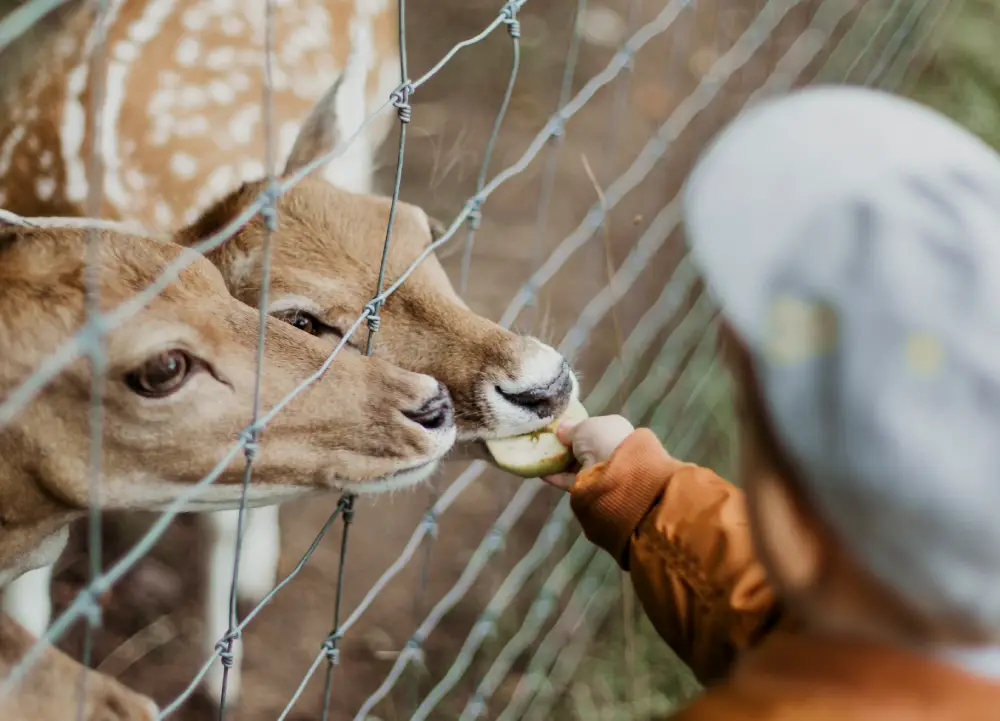 When visiting a zoo with a toddler, there are plenty of activities that can be enjoyed like feeding the animals!