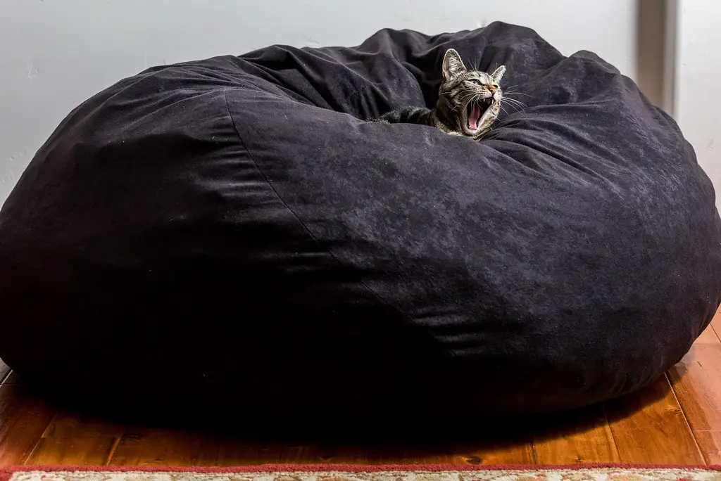 An image of a cat sitting on a bean bag chair. 