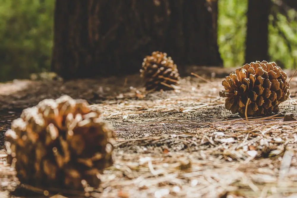 Here are the steps to get your pinecones ready for transformation into beautiful pine cone flowers.
