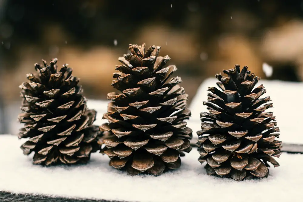 For pinecones that you wish to have a more petal-like appearance, consider carefully splitting some of the scales. 