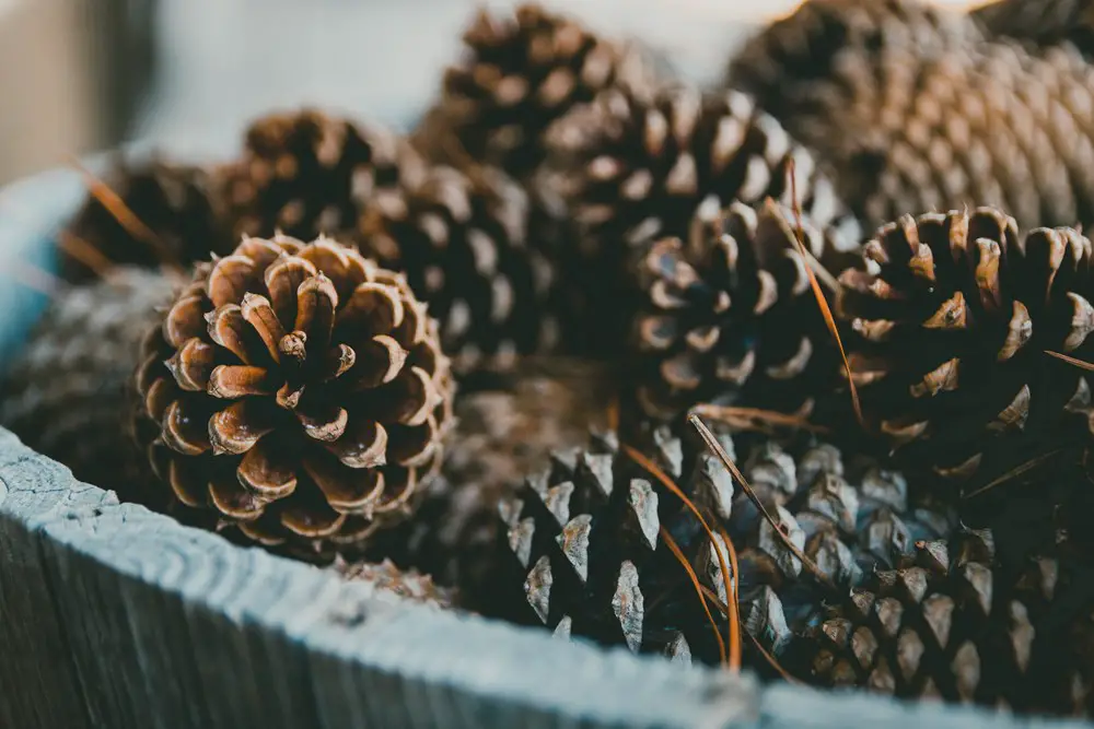 Pinecone flowers can bring a touch of nature indoors, adding warmth and texture to your living space. 